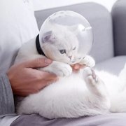 Pet Cat Adjustable Hood, Kitten Dog Breathable Anti Bite Muzzles Transparent Cat Muzzle Prevent from Cats Biting and Chewing Breat