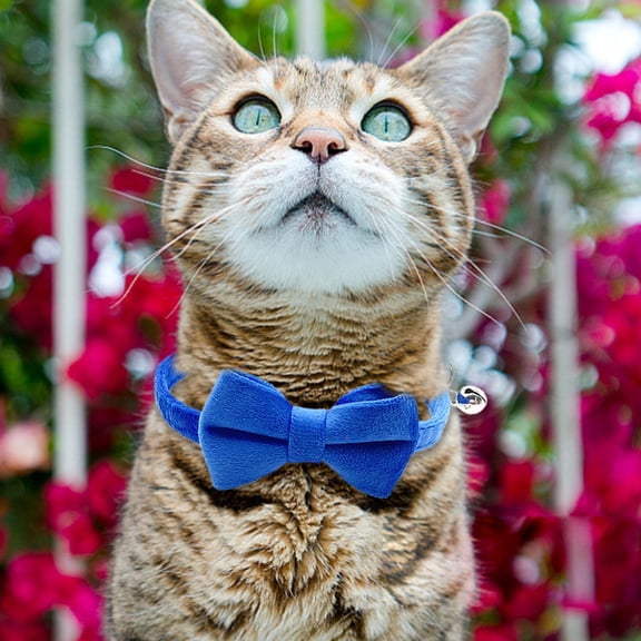 Pet Cat Collar Velvet Texture Suede Bow Cat Collar With Cute Bow Design Pet Collar With Buckle Pet Accessories For Small Dogs And Cats
