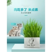 Pet Cat Grass Soilless Hydroponic Seed Growing for Oral Cavity Cleaning
