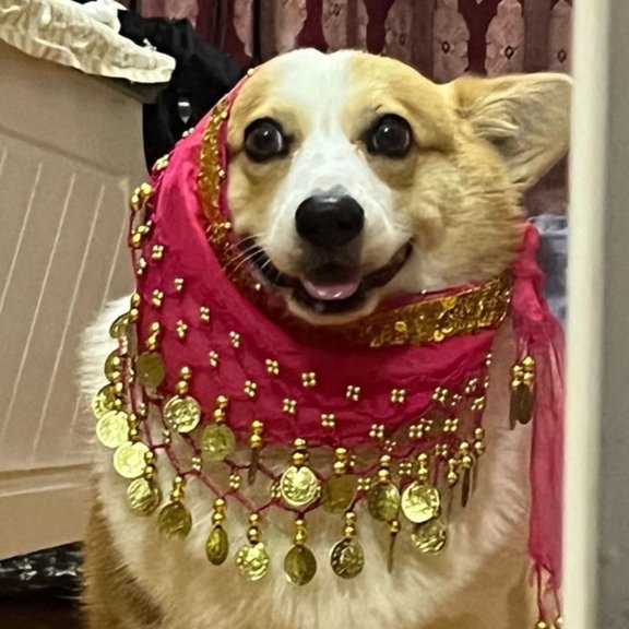 Pet Clothes Grooming Dog Belly Dancer with Belly Dance Style Waist Chain and Sequin Curtain Playful Accessory for Puppies, 105 cm, Red