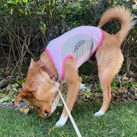Pet Cooling Vest for Dogs - Breathable Ice-Sensation Summer Apparel with Reflective Strips for Safety - Ideal for Corgis, French Bulldogs & Small/Medium Breeds