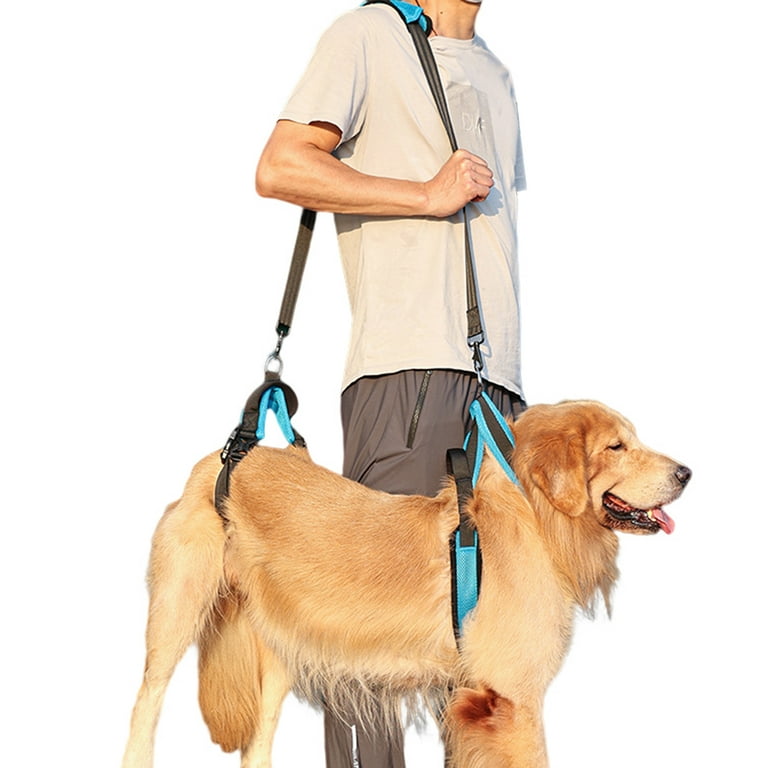 Leash Dog Arthritis Harness How To Properly Put On A Dog Harness PetMD - Main Image
