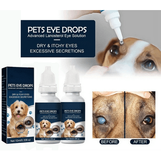Dog Eye Infection