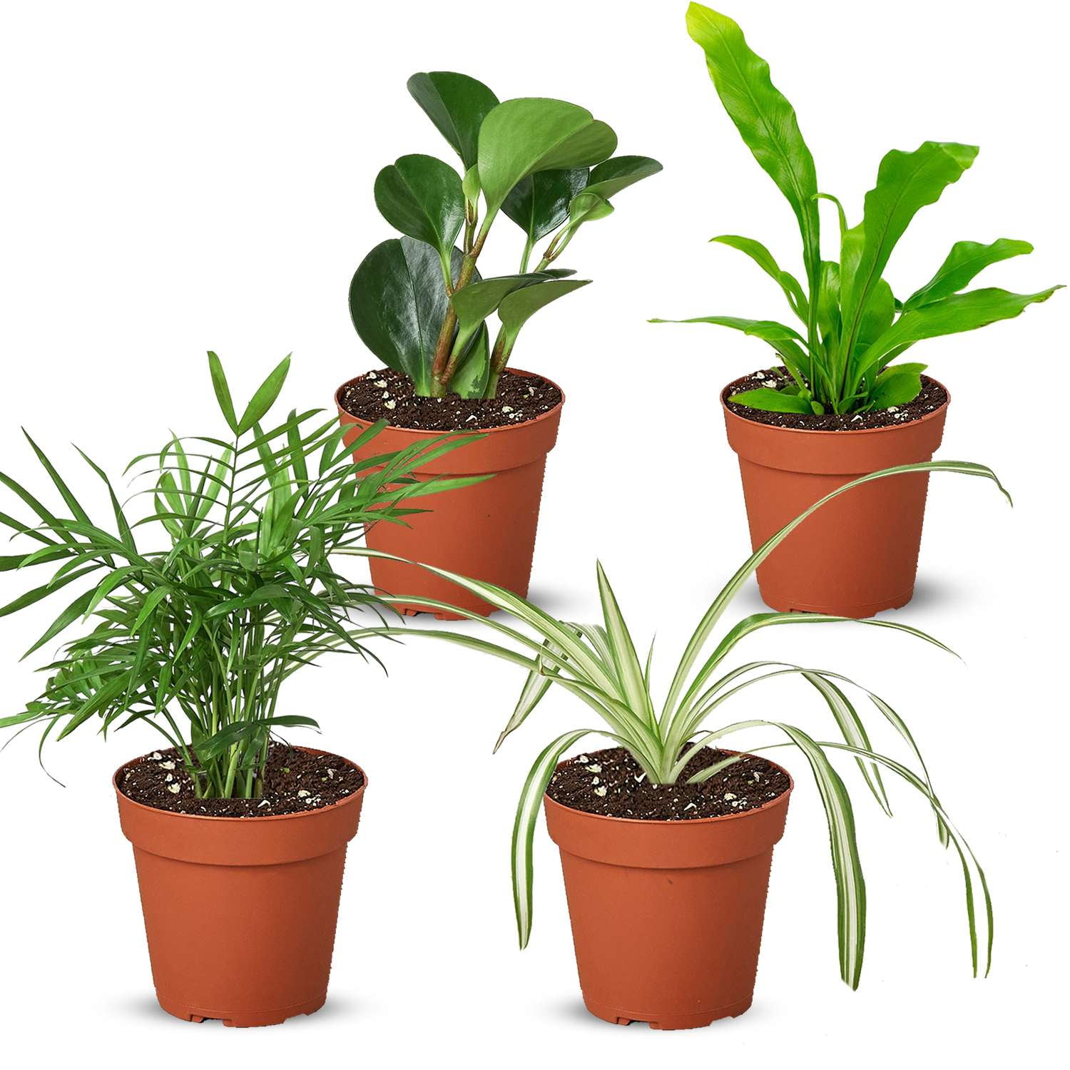 Pet Friendly Live Plants for Indoor | Different Houseplants in Multiple Sizes | Real House Plant for Living Room, Office, Desk & Bathroom