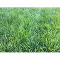thumbnail image 1 of Pet & Kid Friendly Low-Maintenance Fescue Lawn Bundle, 1 of 1