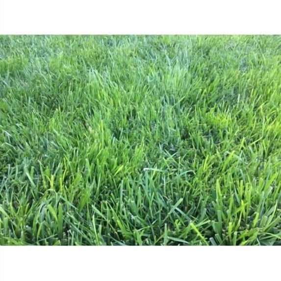 Pet & Kid Friendly Low-Maintenance Fescue Lawn Bundle