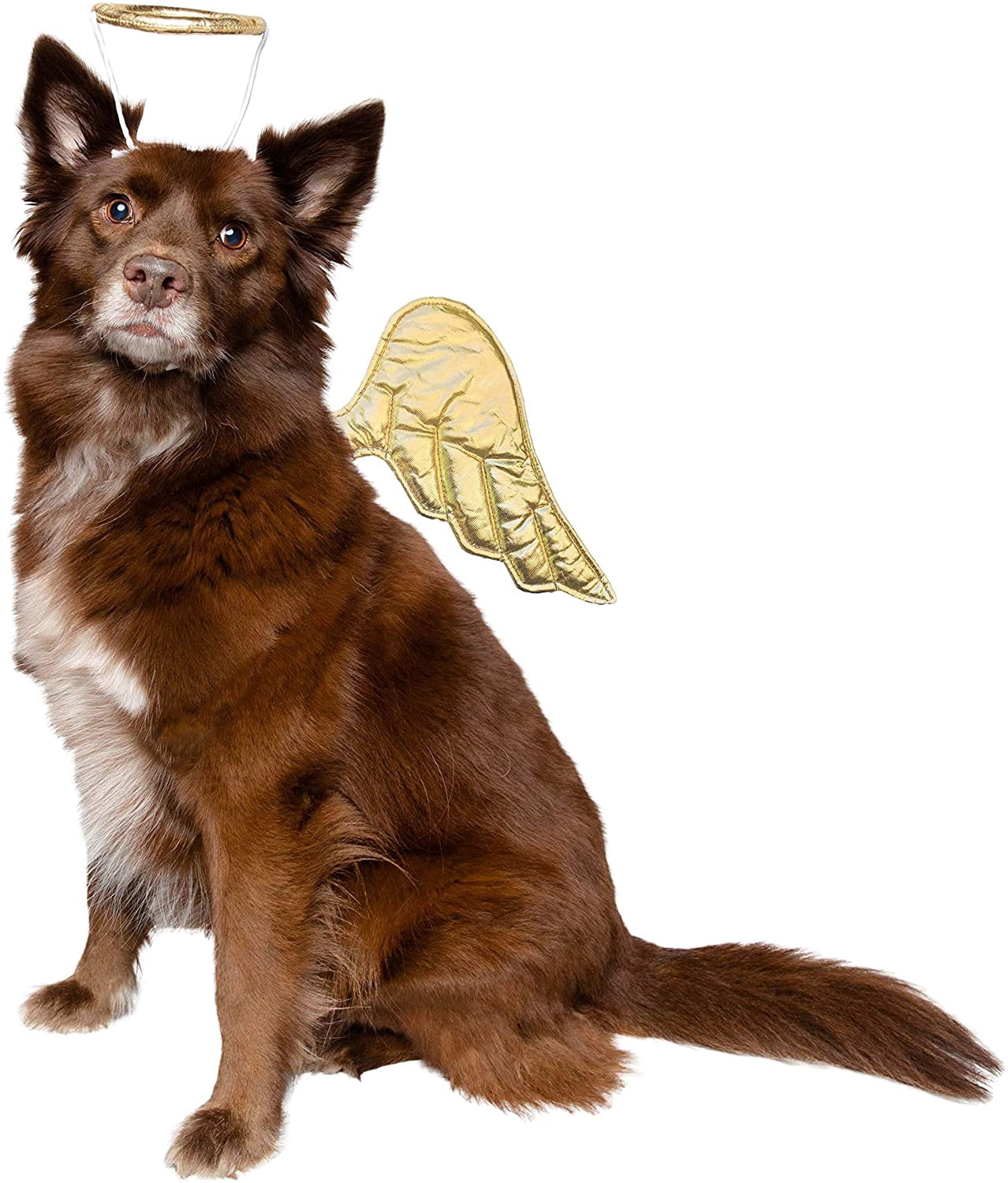 Pet Krewe Angel Dog Costume Wings & Cat Angel Costume Wings - Harness Attachment, One Size Fits All - Perfect for Halloween, Christmas Holiday, Parties, Photoshoots, Gifts for Dog & Cat Lovers