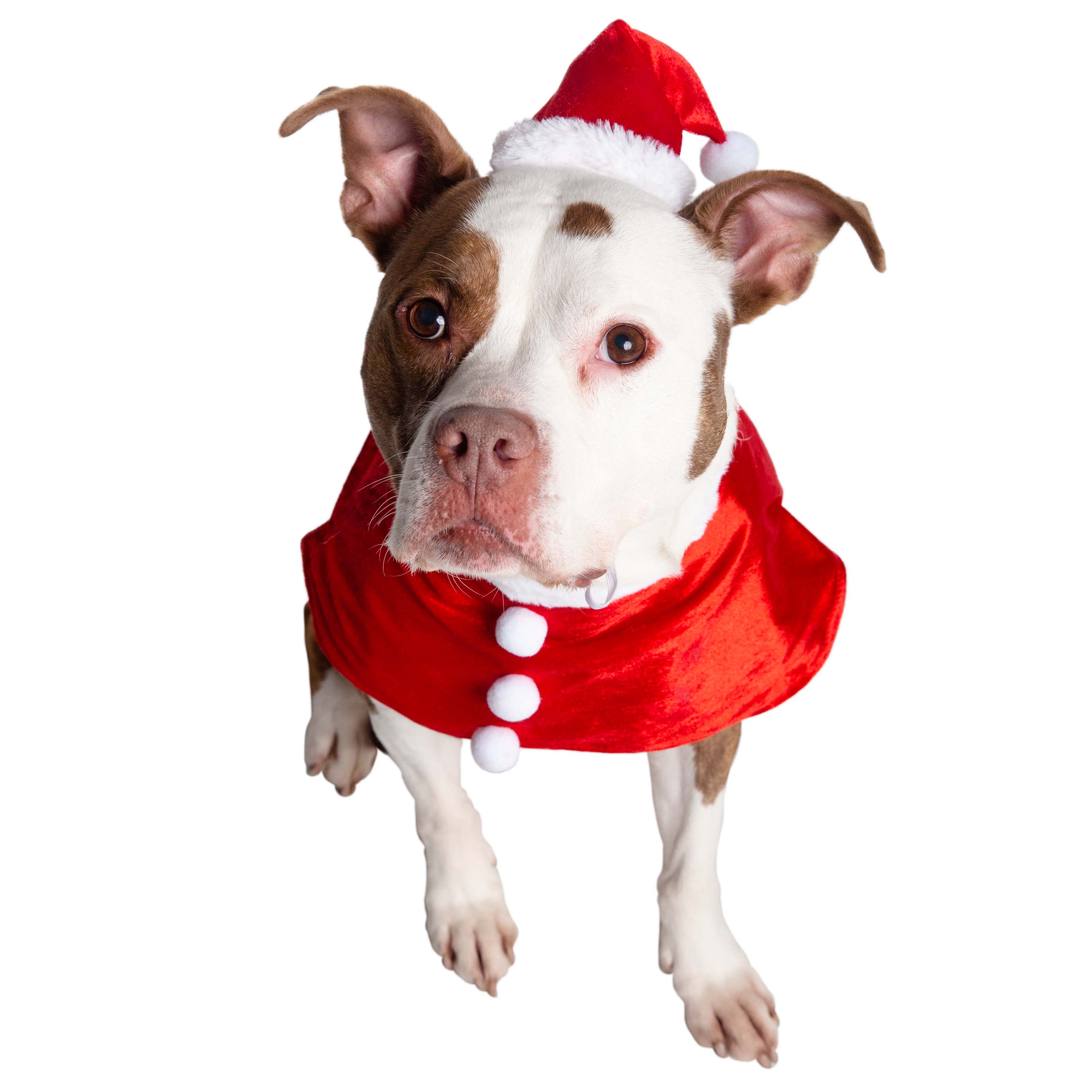 Pet Krewe Christmas Santa Dog Costume Large Hat and Collar Set for