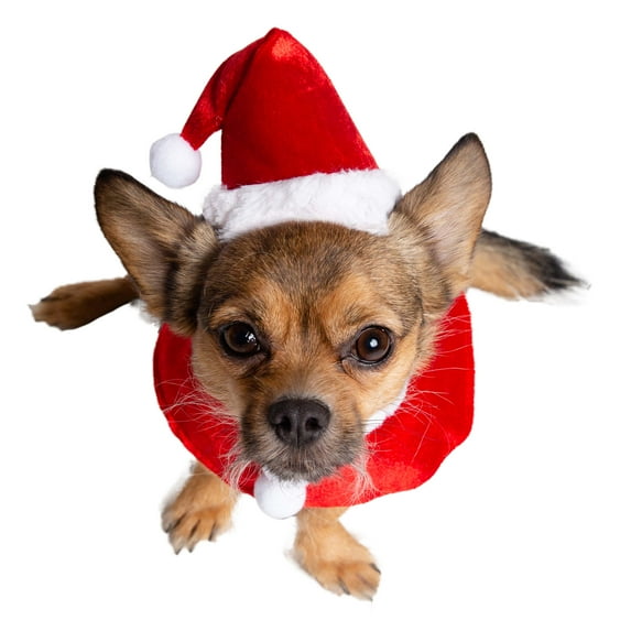 Pet Krewe Christmas Santa Dog Costume - Small Hat and Collar Set for Xmas Holiday Fun! - Perfect for Halloween, Parties, Photoshoots, Gifts for Dog Lovers