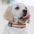 thumbnail image 1 of Pet LED Light Collar Glowing Safety Collar USB Rechargeable Solar Powered Dog Leash Night Visibility Reflective Pet Accessories, 1 of 2