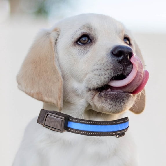 Pet LED Light Collar Glowing Safety Collar USB Rechargeable Solar Powered Dog Leash Night Visibility Reflective Pet Accessories