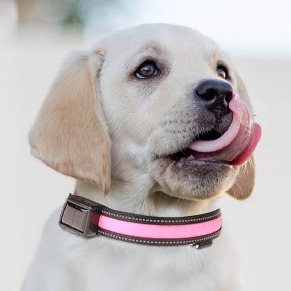 Pet LED Light Collar Glowing Safety Collar USB Rechargeable Solar Powered Dog Leash Night Visibility Reflective Pet Accessories