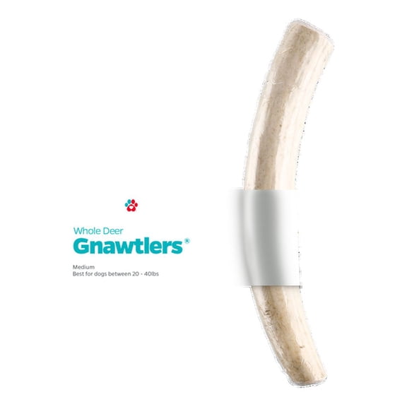 Pet Parents® Gnawtlers® Naturally Shed Deer Antlers, Deer Antlers for Dogs, Medium