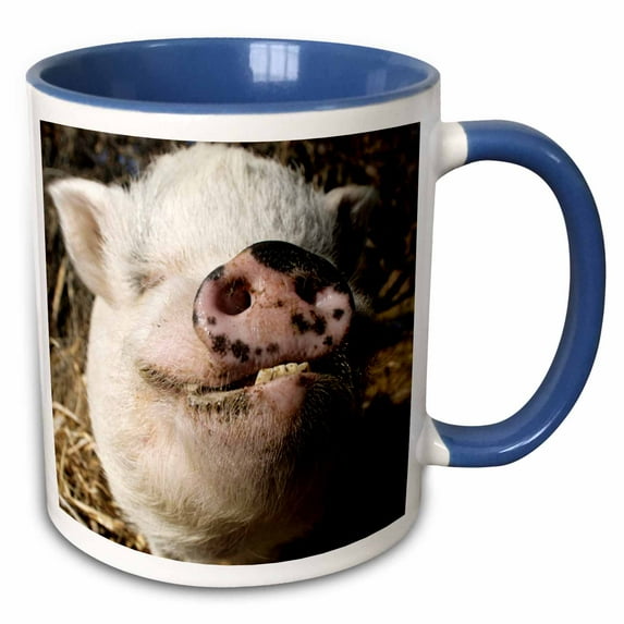 3drose, Pet Pot Bellied Pig, Farm Animal, New Mexico - Us32 Jmr0497 - Julien Mcroberts, 11oz Two-tone Blue Mug