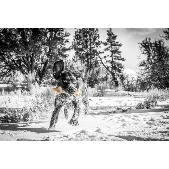 Pet Qwerks BarkBone Durable Dog Chew Toy for Aggressive Chewers, Peanut Butter