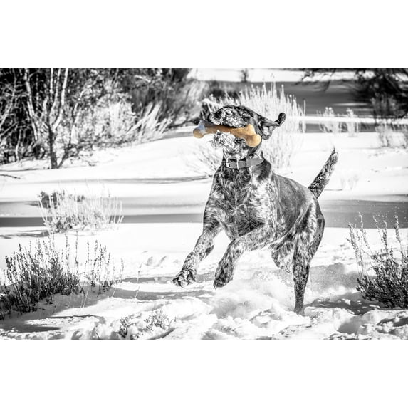 Pet Qwerks BarkBone Natural Instincts Bacon Infused Dinosaur Nylon Bone Dog Chew Toys for Aggressive Chewers - Real Bacon, Small