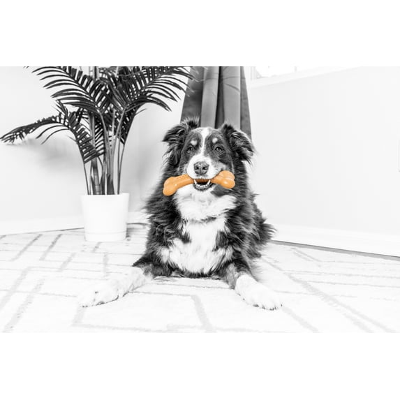 Pet Qwerks BarkBone Natural Instincts Flavorit Nylon Dog Chew Toy, Mesquite Chicken Infused, Medium 6.4", For Aggressive Tough Chewers