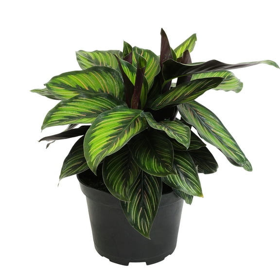 Pet Safe Pinstripe Calathea Houseplant | 6in. Pot; Indirect Sun | Element Exotics by Altman Plants