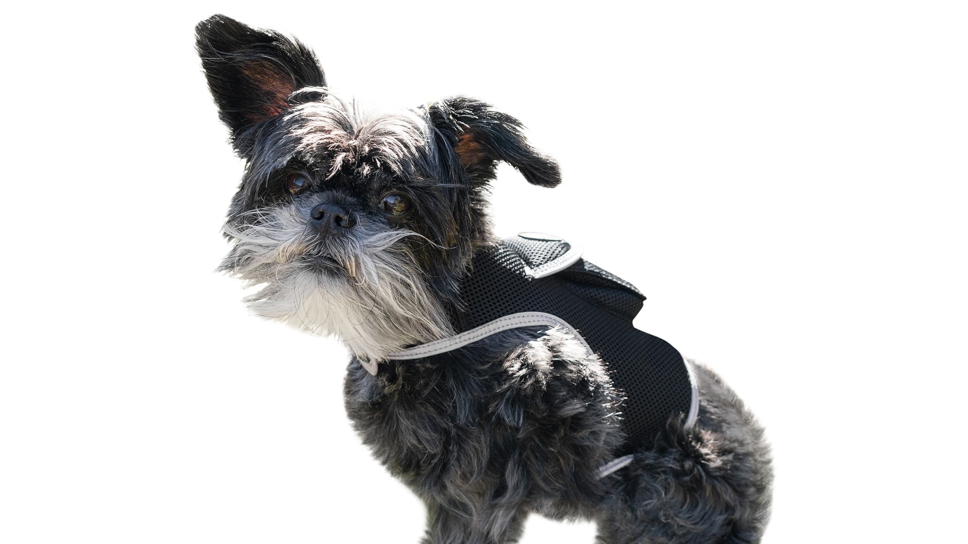Waterproof Mini Cell Phone Pet Tracker Dog Cat Collar Mount GPS Device Size:S