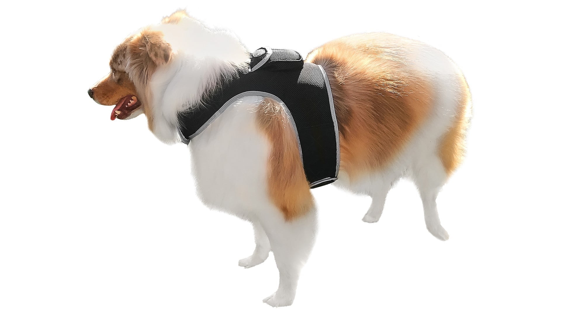 Pet Tracker GSM GPS Realtime Security Device Tracking Collars for Dogs Size:M