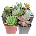 thumbnail image 1 of Pet-friendly Succulent Pack - Set of 8, 1 of 5