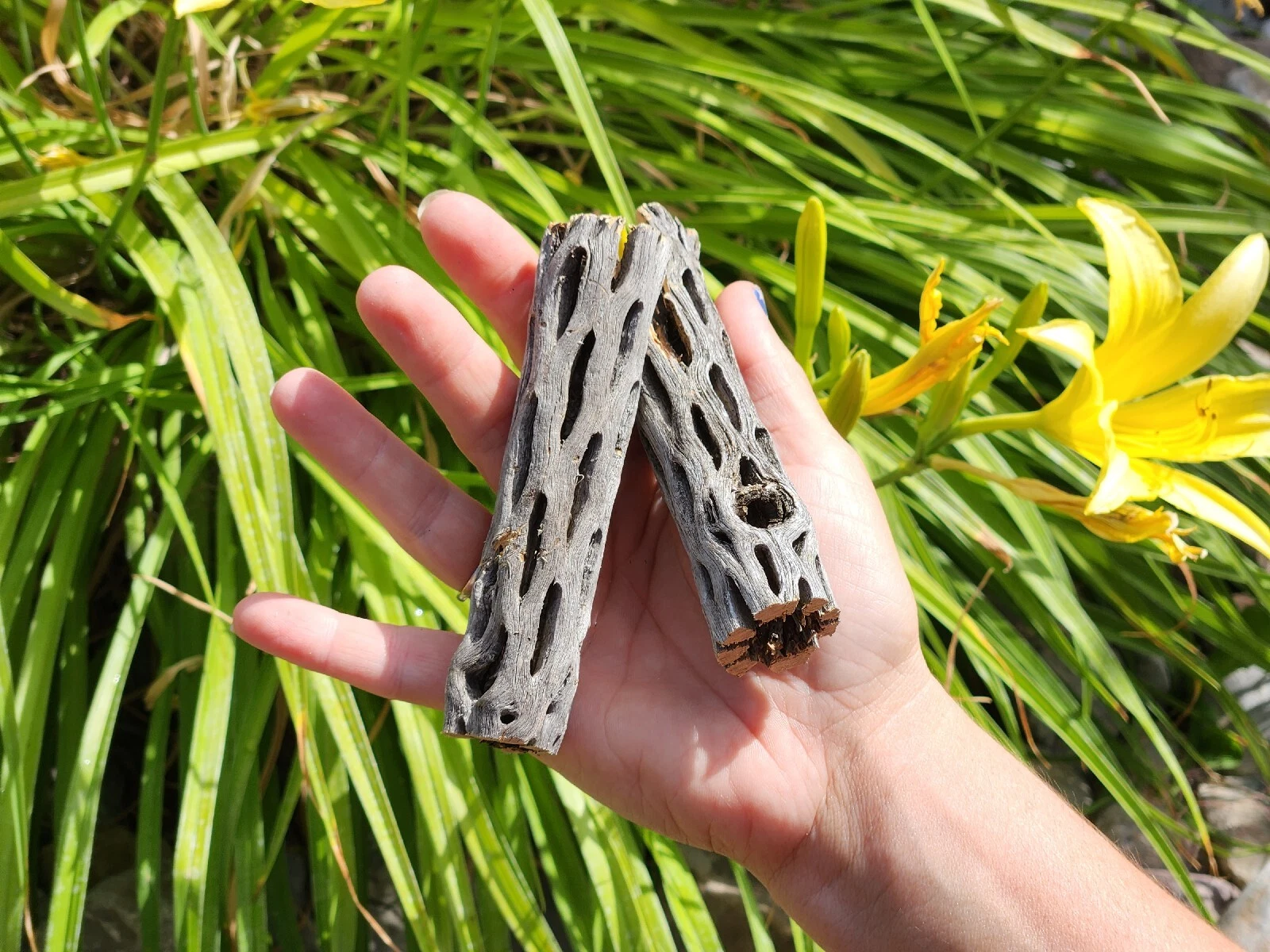 Pet kare - 10 Pieces 6" Cholla Wood Cactus Organic Shrimp Fish Aquarium Decoration Chews