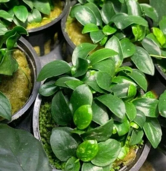Pet kare - *BUY 2 GET 1 FREE* Anubias Nana Petite Pot Fish Tank Plant Live Aquarium Plants?