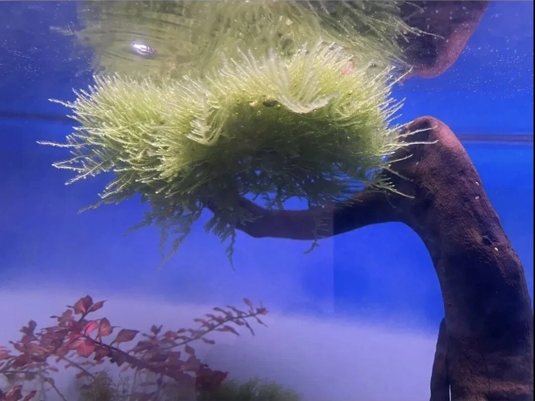 Pet kare - Christmas Moss BUY 2 GET 1 Free Plants Aquarium Fish Tank. 2x3