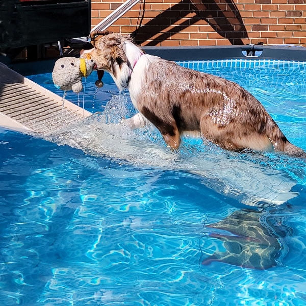 Dog pool ladder online