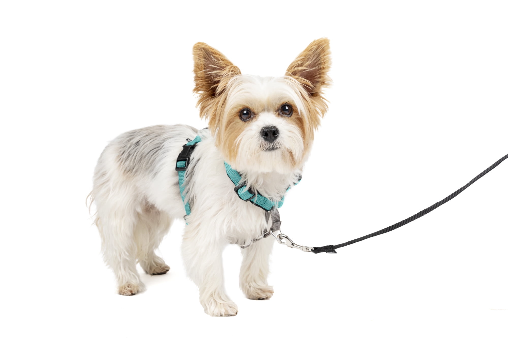 PetSafe 3 in 1 Harness Front Clip or Back Clip