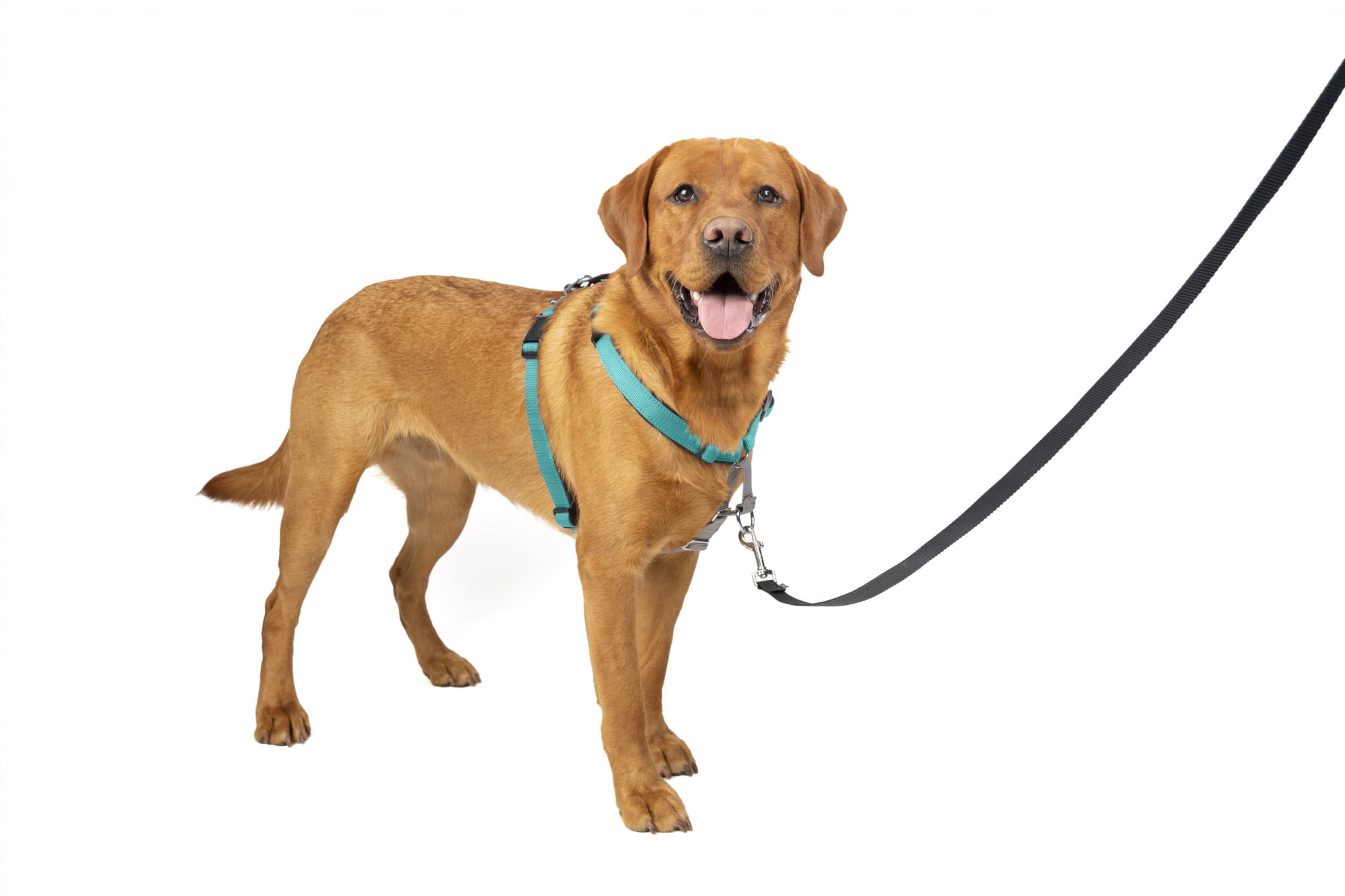 Petsafe 3 in top 1 harness review