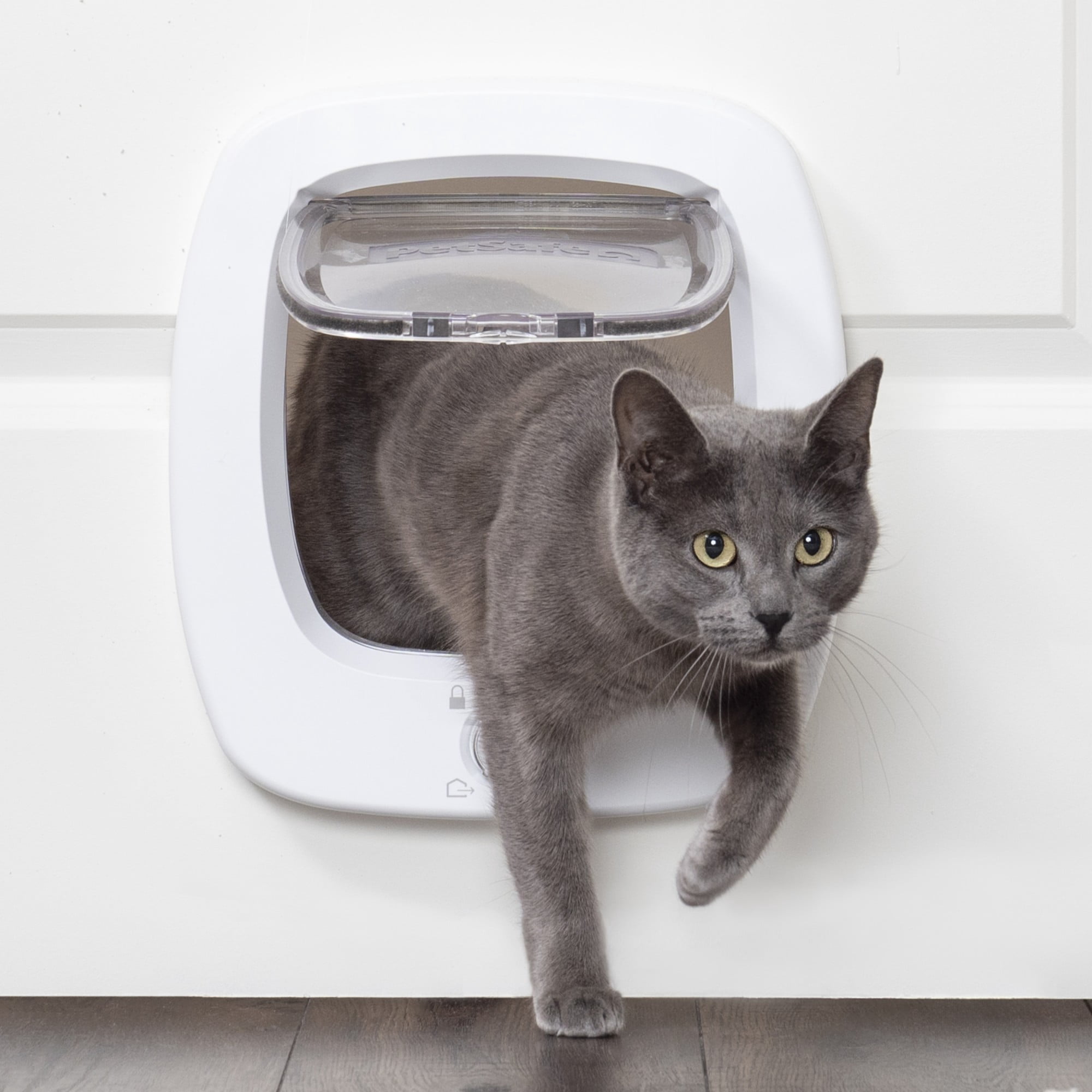 Pet-Safe Small Apartment Interior Design photo