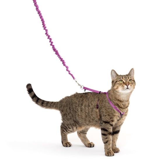 PetSafe Come With Me Kitty Harness and Bungee Leash