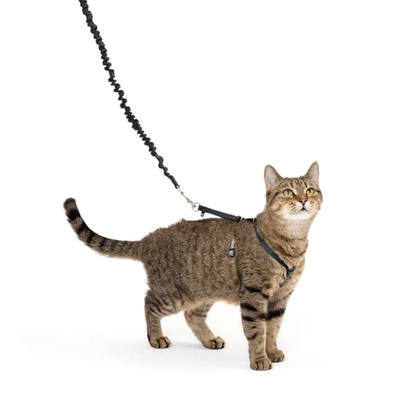 PetSafe Come With Me Kitty Harness and Bungee Leash