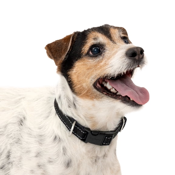 PetSafe Comfort Dog Collar – Adjustable Fit for Small, Medium and Large Dog Breeds – Reflective Stitching -- High-Quality Padded Materials – Built-in D-Ring – Small, Black
