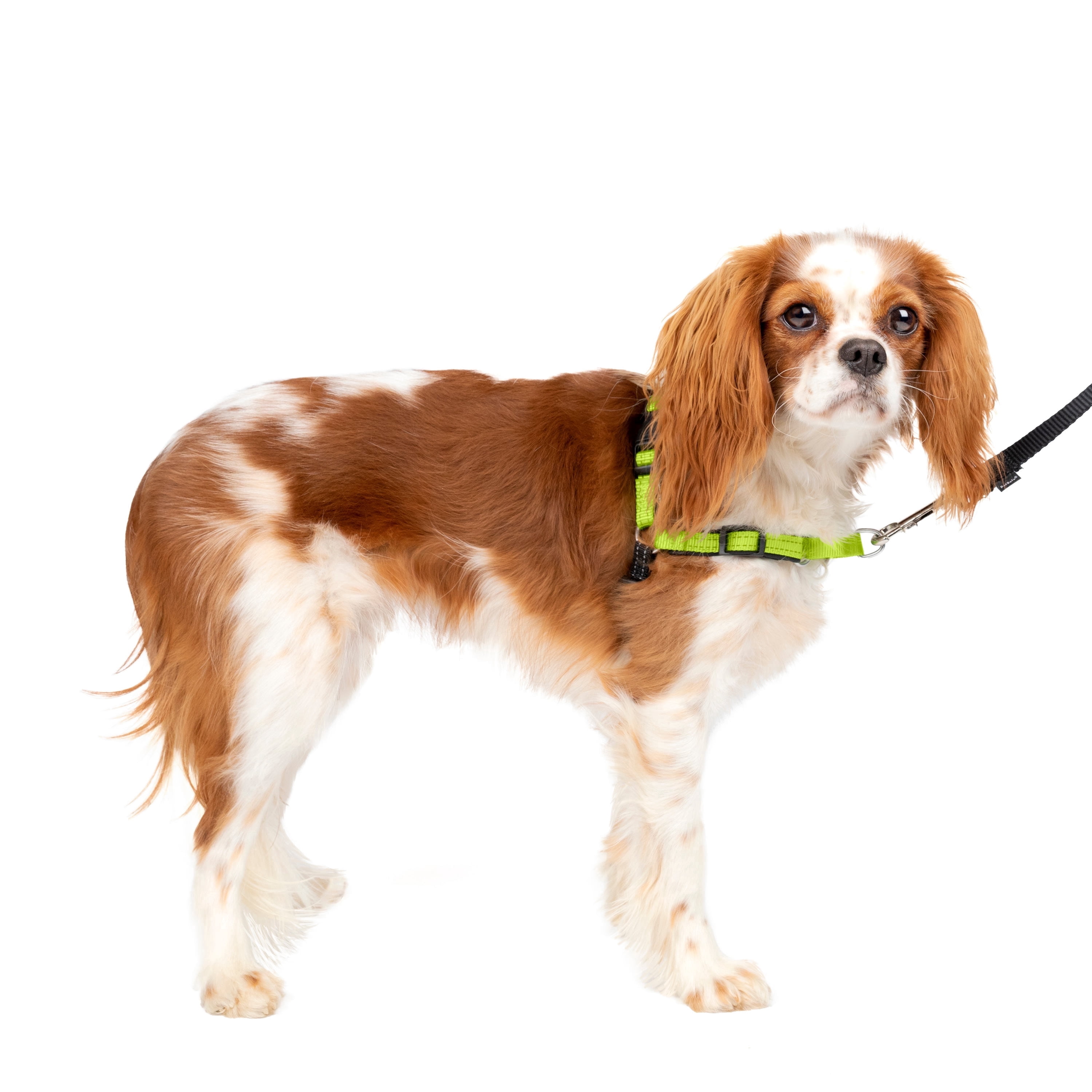 PetSafe Deluxe Easy Walk Dog Harness, No Pull Leash, prevents from Choking on Walks, Apple, S