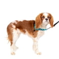 thumbnail image 1 of PetSafe Deluxe Easy Walk Dog Harness, No Pull Leash, prevents from Choking on Walks, Ocean, S, 1 of 7