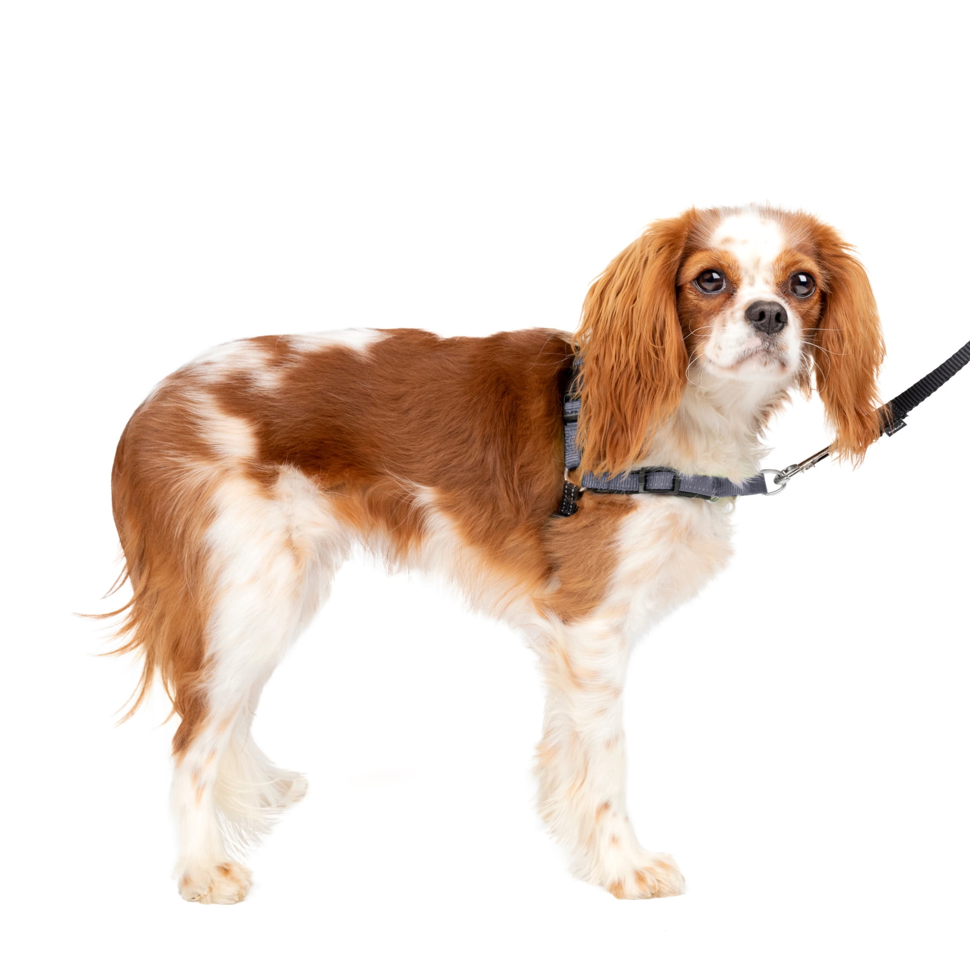 Easy walk best sale small
