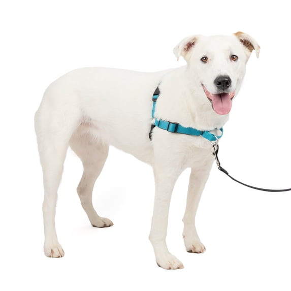 PetSafe Deluxe Easy Walk Dog Harness, No Pull Leash, prevents from Choking on Walks, Ocean, M/L