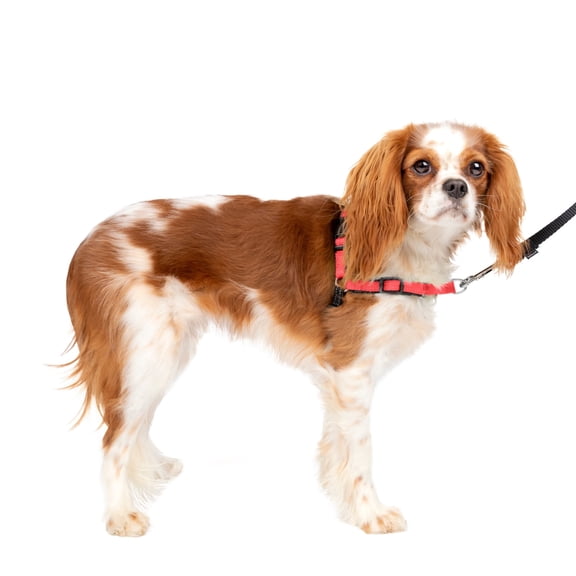 PetSafe Deluxe Easy Walk Dog Harness, No Pull Leash, prevents from Choking on Walks, Rose, S
