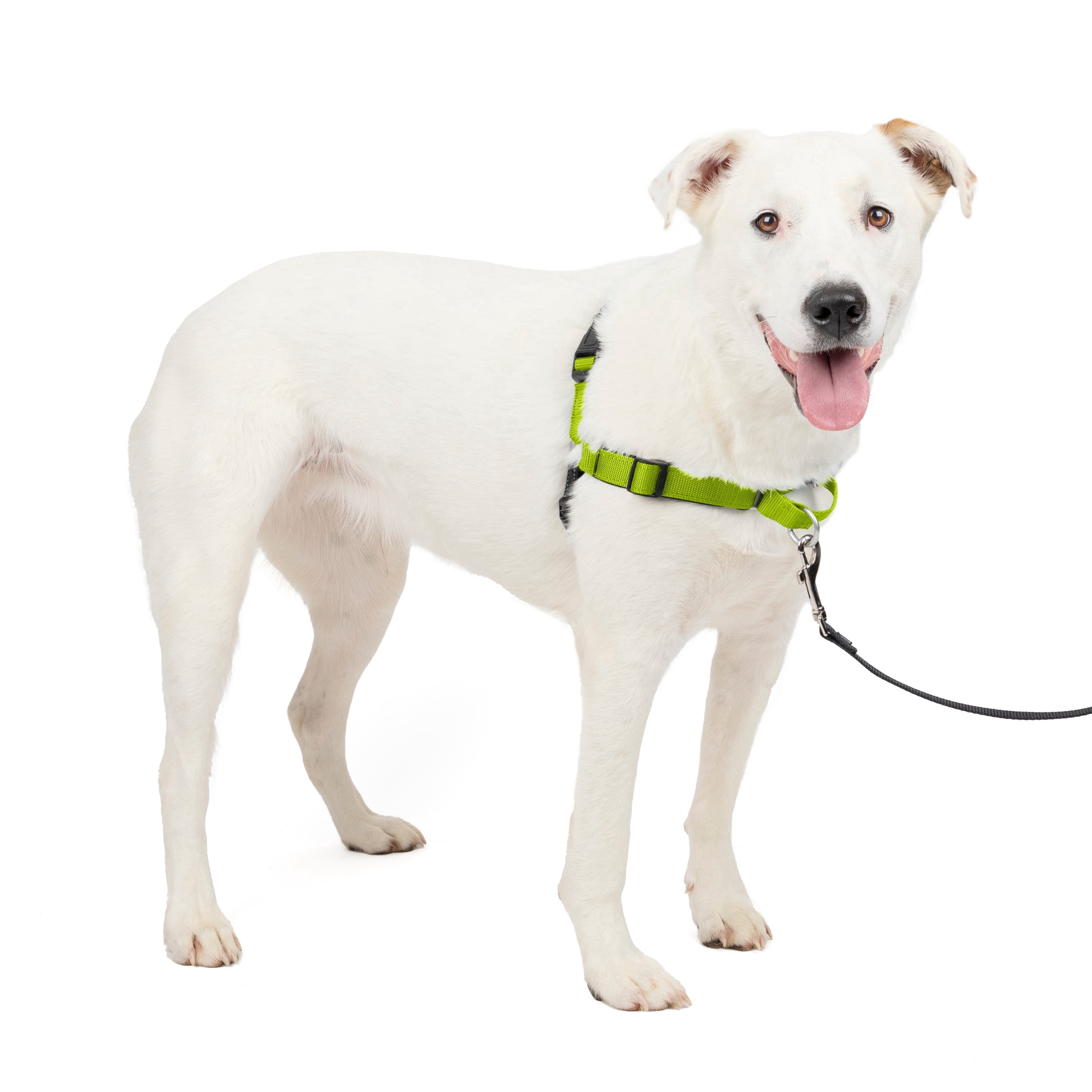 PetSafe Deluxe Easy Walk Dog Harness, No Pull Leash, prevents from Choking on Walks, Apple, M/L