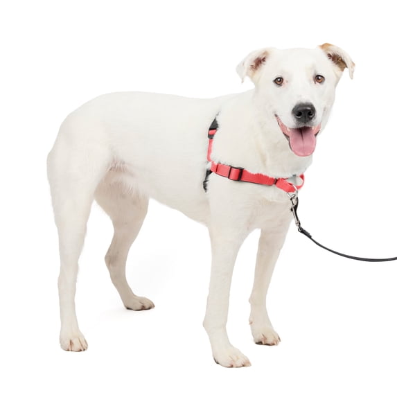 PetSafe Deluxe Easy Walk Dog Harness, No Pull Leash, prevents from Choking on Walks, Rose, M/L