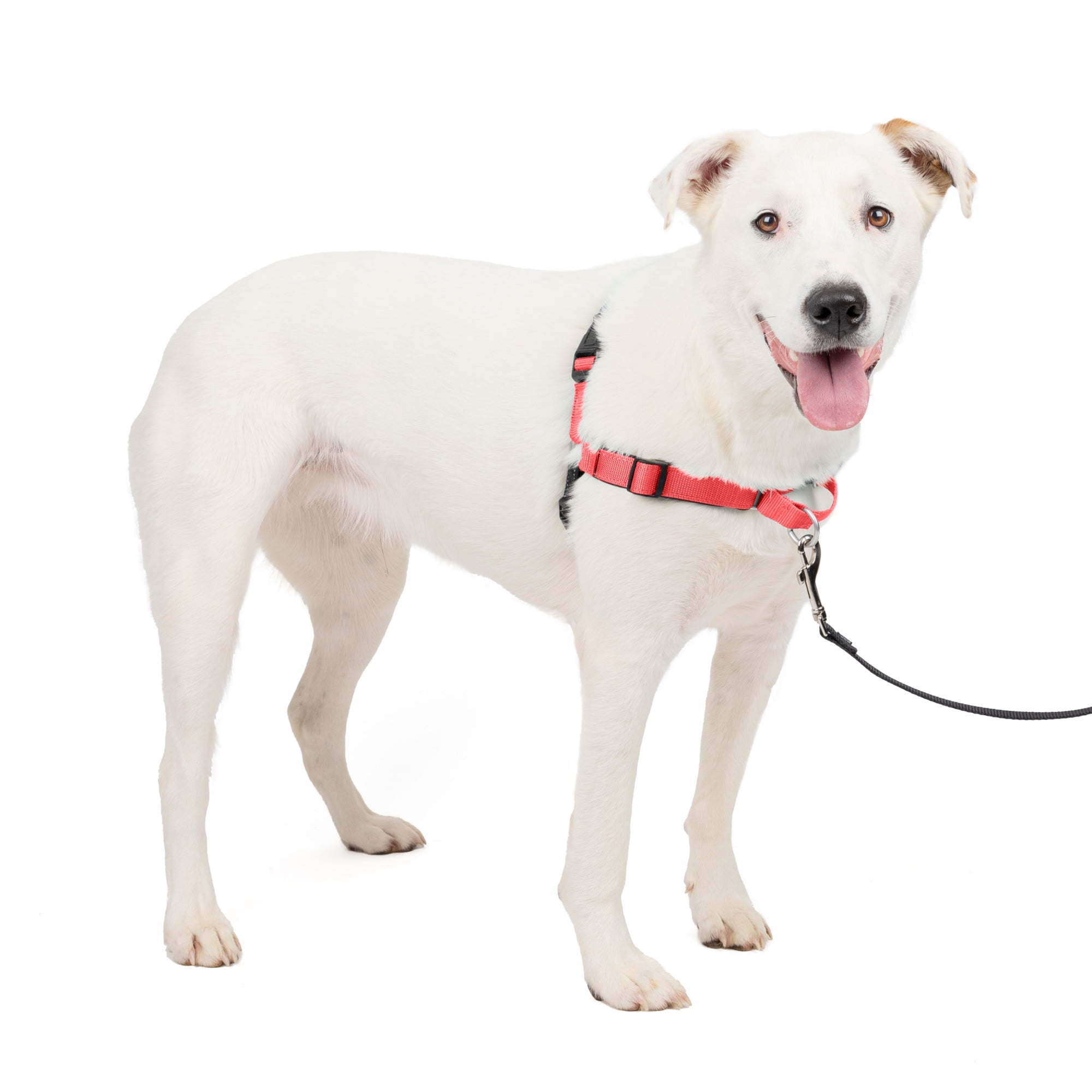 PetSafe Deluxe Easy Walk Harness Medium Large Rose Walmart