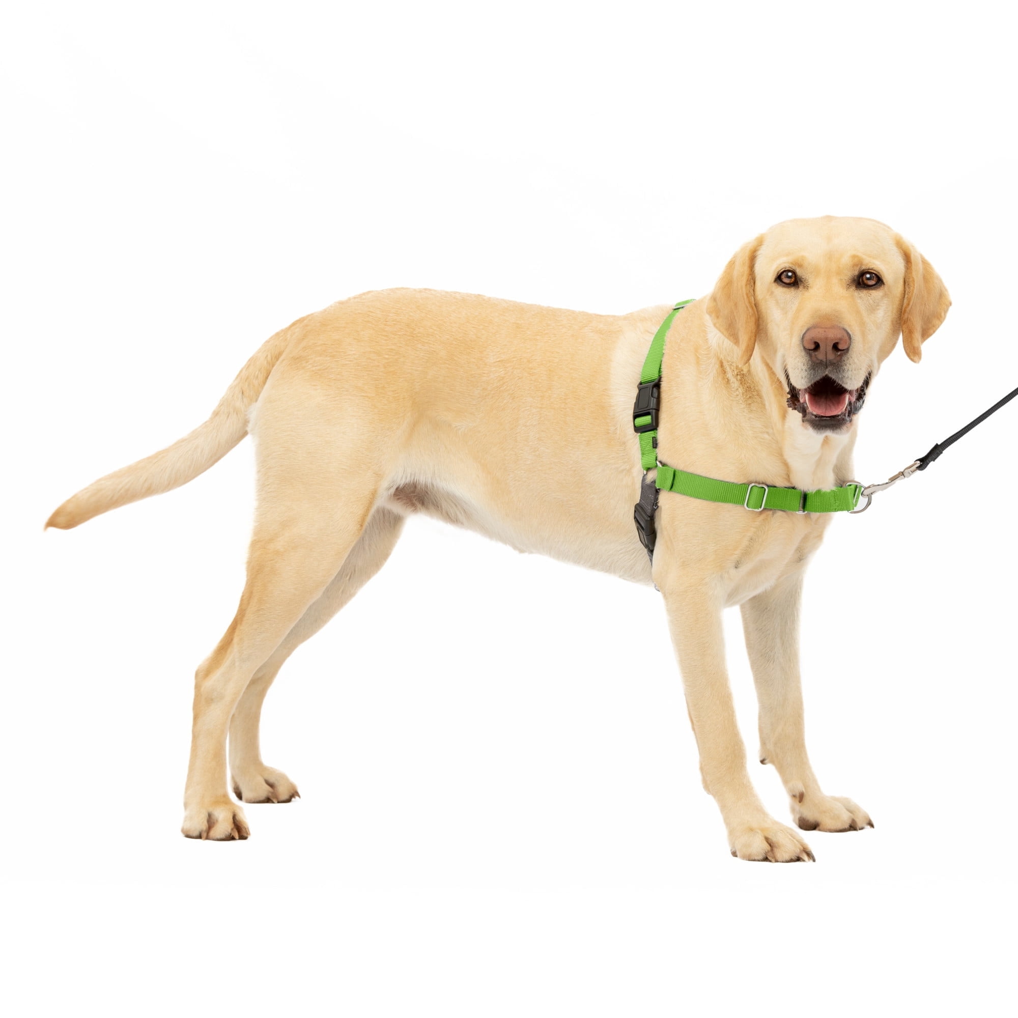 PetSafe Easy Walk Dog Harness, No Pull Leash, prevents from Choking on Walks, Apple, L