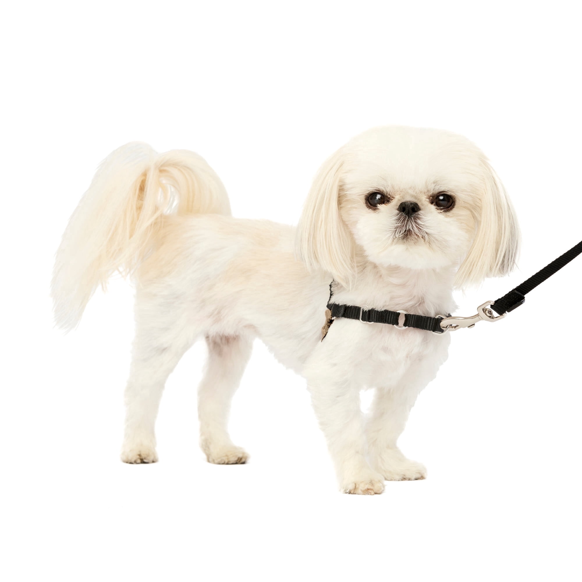 PetSafe Easy Walk Dog Harness, No Pull Leash, prevents from Choking on Walks, Black, P