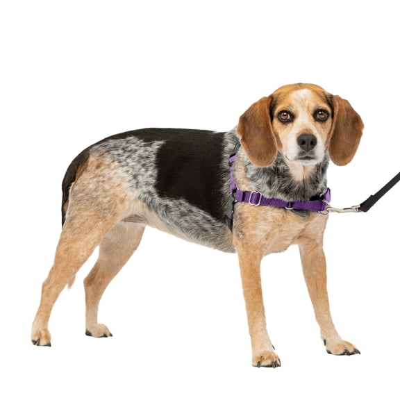 PetSafe Easy Walk Dog Harness, No Pull Leash, prevents from Choking on Walks, Deep Purple, S/M