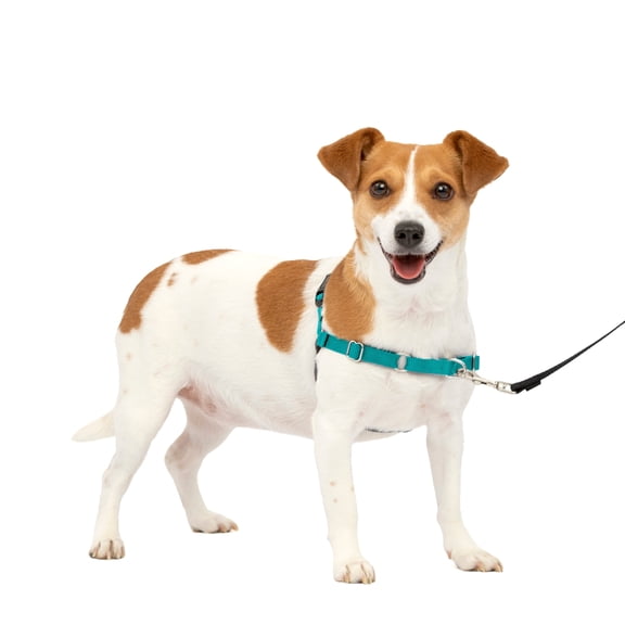 PetSafe Easy Walk Dog Harness, No Pull Leash, prevents from Choking on Walks, Teal, S