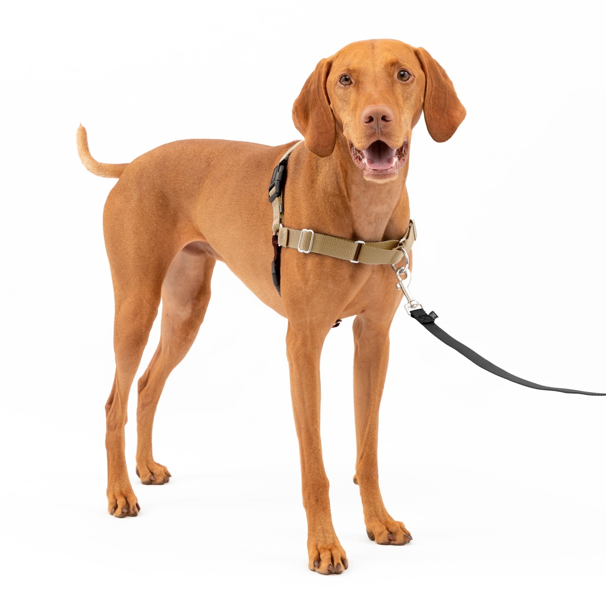 PetSafe Easy Walk Dog Harness, No Pull Leash, prevents from Choking on Walks, Fawn, M