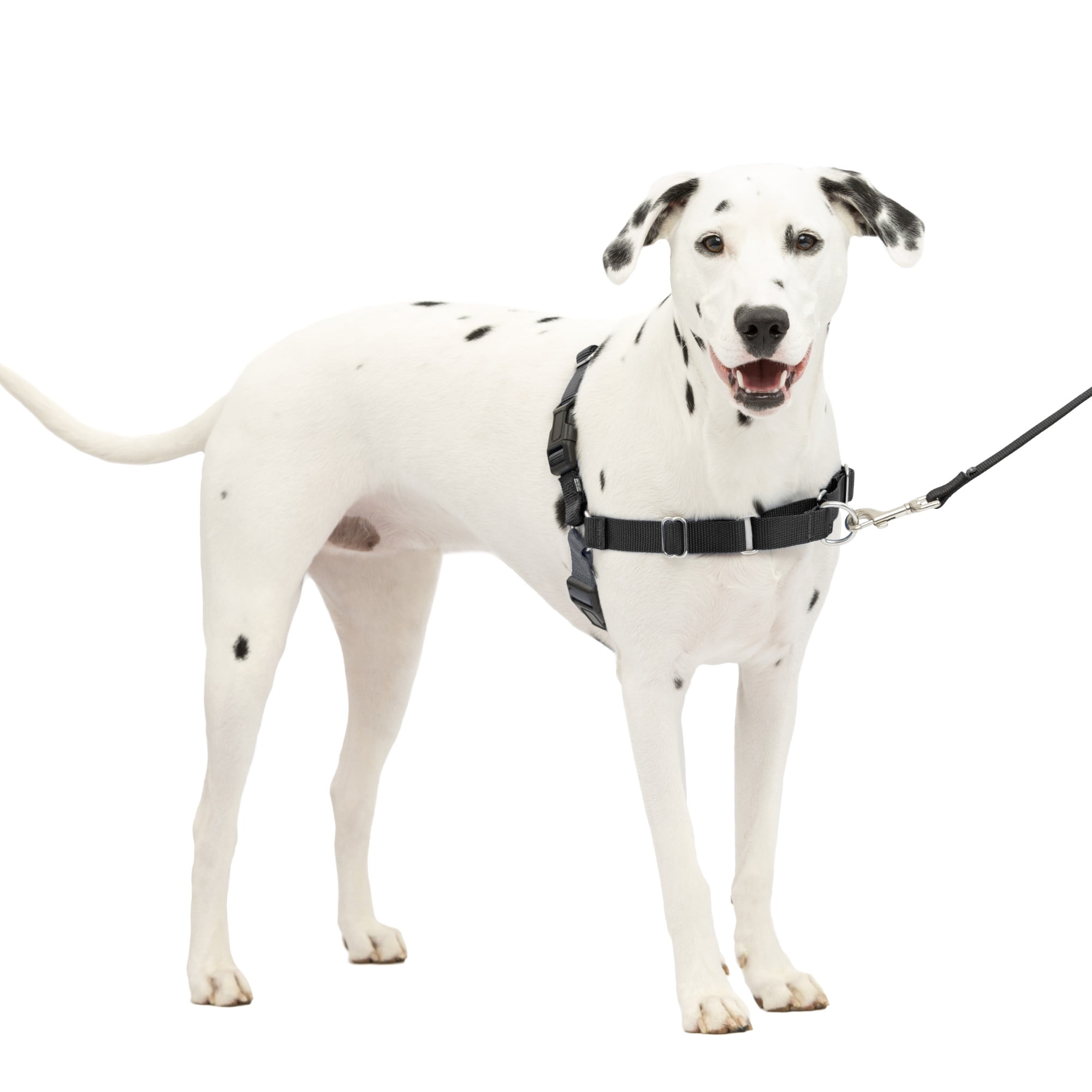 Harness to help dog walk 2025