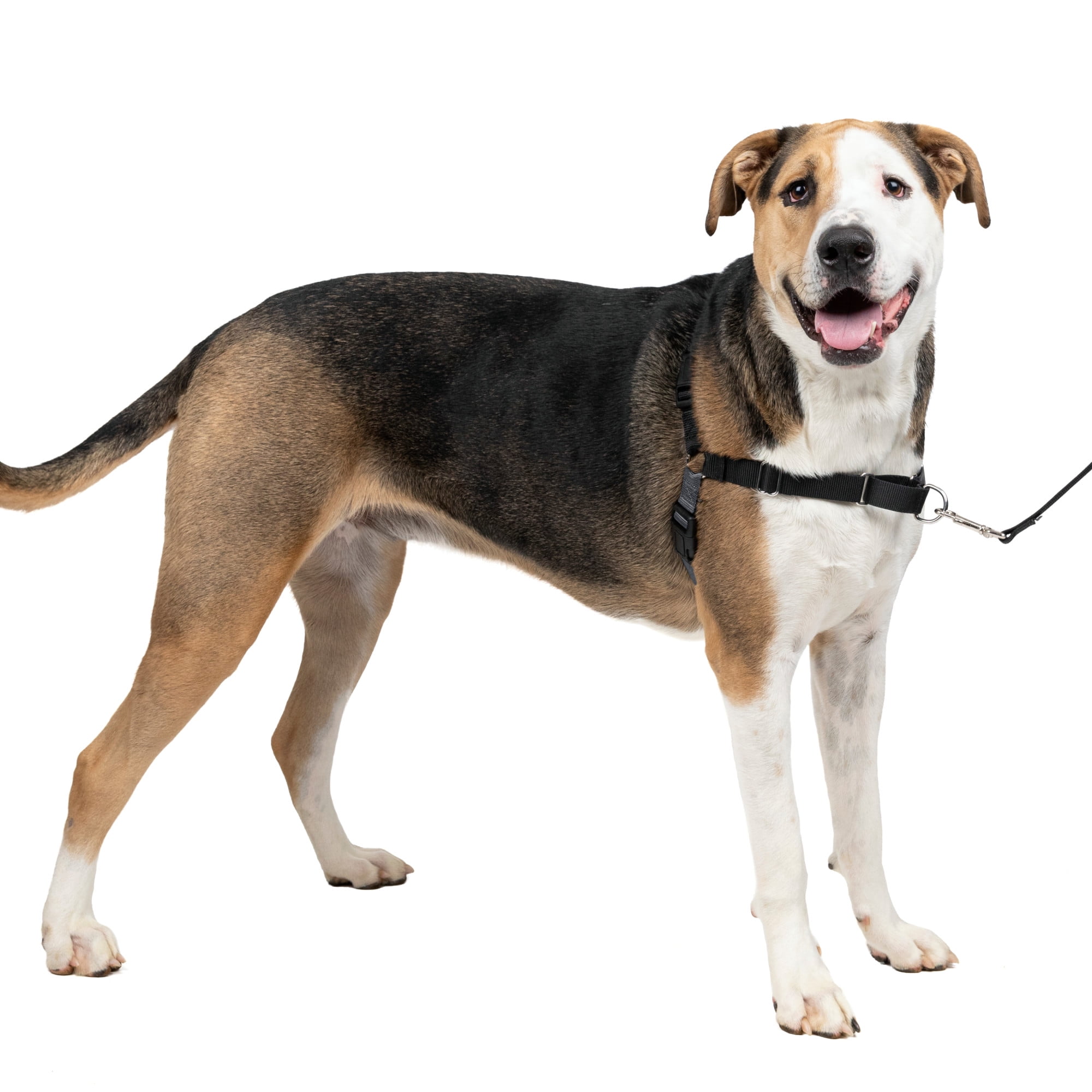 how to teach a puppy to walk on a leash without pulling